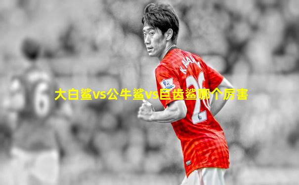 大白鲨vs公牛鲨vs巨齿鲨哪个厉害